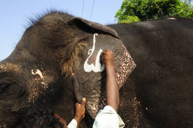 Hindistan 'ın Hampi bölgesinde gri bir Hint fili.