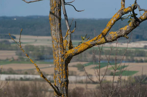 リヒェンは木の上で育ち自然界の生物と共生し — ストック写真