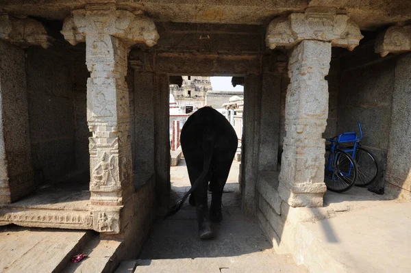 Grey Indian Elephant Hampi Region India — Stock Photo, Image