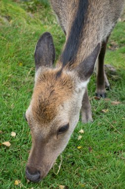 Ormanın yakınındaki bir çayırda otlayan geyik, vahşi bir hayvan.