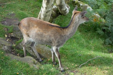 Ormanın yakınındaki bir çayırda otlayan geyik, vahşi bir hayvan.