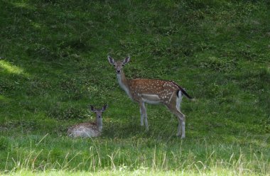 Ormanın yakınındaki bir çayırda otlayan geyik, vahşi bir hayvan.