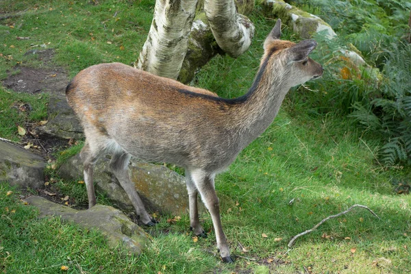Ormanın yakınındaki bir çayırda otlayan geyik, vahşi bir hayvan.