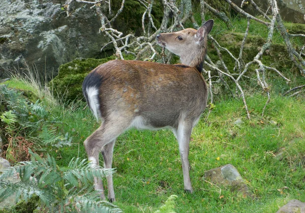 Rehe Die Auf Einer Wiese Waldrand Grasen Wildtiere — Stockfoto