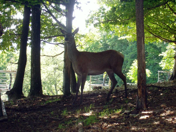 Ciervos Pastando Prado Cerca Del Bosque Animales Salvajes — Foto de Stock