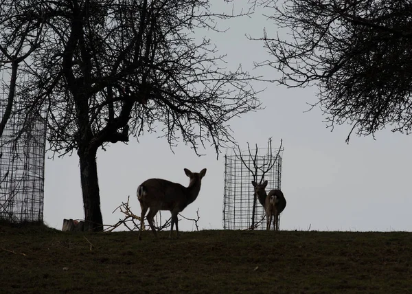 Ciervos Pastando Prado Cerca Del Bosque Animales Salvajes — Foto de Stock