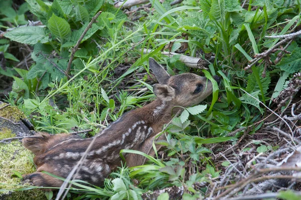 Ciervo Joven Cervatillo Maleza Animal Salvaje — Foto de Stock