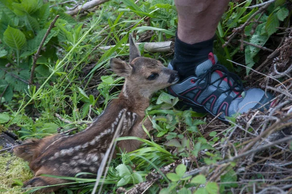 Ciervo Joven Cervatillo Maleza Animal Salvaje — Foto de Stock