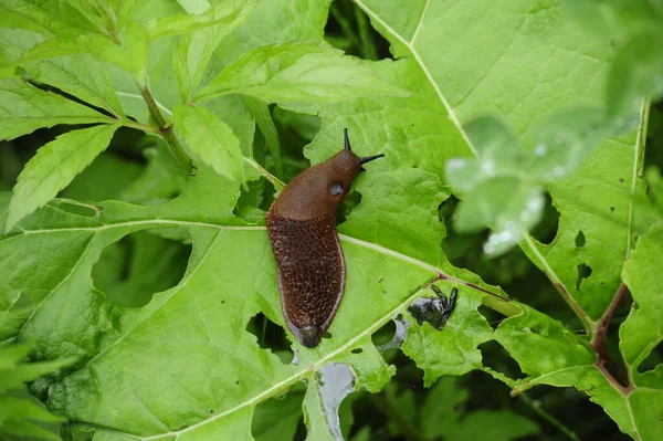 Close Spanish Slug Green Leaf — стоковое фото