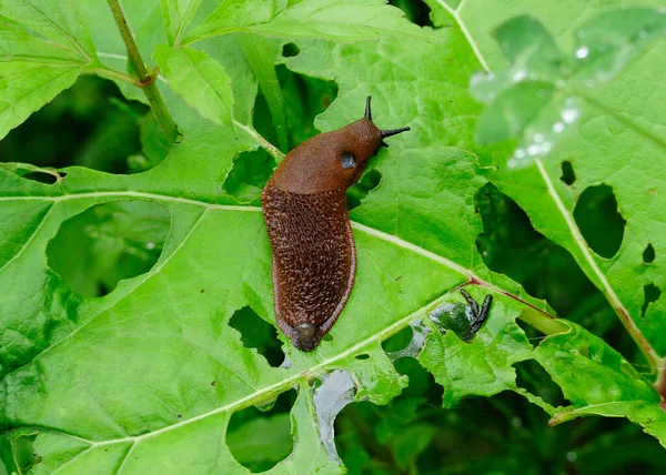 Close Spanish Slug Green Leaf — стоковое фото