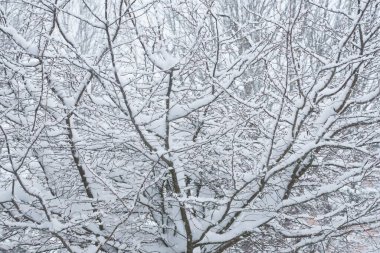 Kış mevsiminde karla kaplı ağaç, karlı manzara
