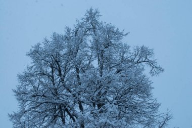 Kış mevsiminde karla kaplı ağaç, karlı manzara