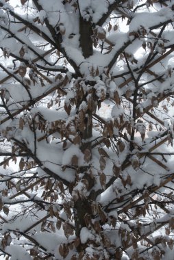 Kış mevsiminde karla kaplı ağaç, karlı manzara