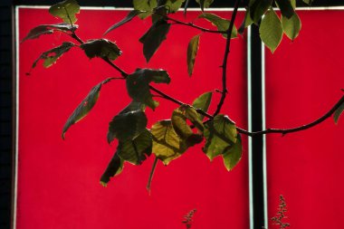 Ağaçların tepesi ve yaprakların yaprakları doğada