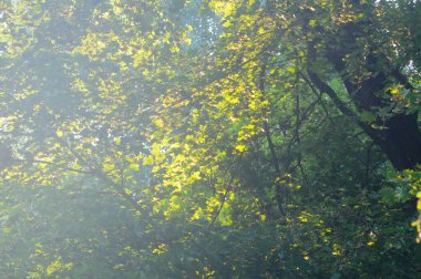 Ağaçların tepesi ve yaprakların yaprakları doğada