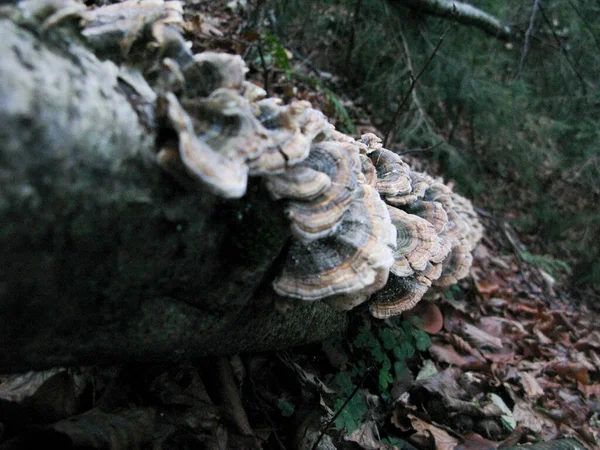 Bois Mort Dans Forêt Causé Par Champignon Pourriture Bois — Photo