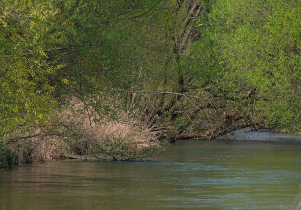 Дерева Вода Алювіальному Лісі Водно Болотне Середовище Проживання Природі — стокове фото