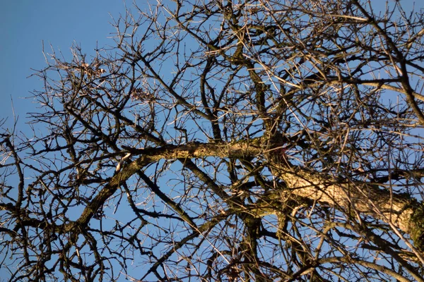 Cime Des Arbres Les Feuilles Des Feuillus Dans Nature — Photo