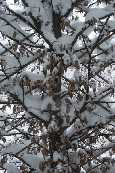 Kış mevsiminde karla kaplı ağaç, karlı manzara