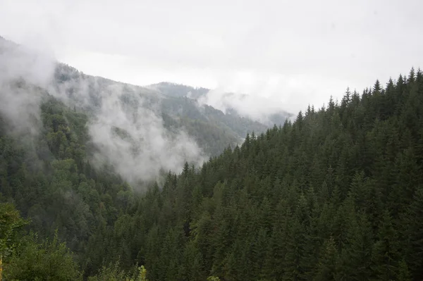 Monoculture Cultivation Forest Lack Biodiversity Threat Environment — Stock Photo, Image