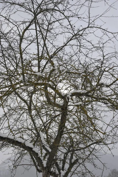 Strom Pokrytý Sněhem Zimním Období Zasněžená Krajina — Stock fotografie