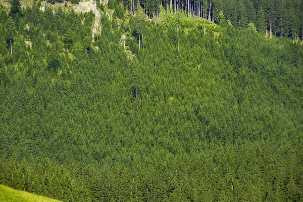 Monokulturní Pěstování Lese Nedostatek Biologické Rozmanitosti Jako Hrozba Pro Životní — Stock fotografie