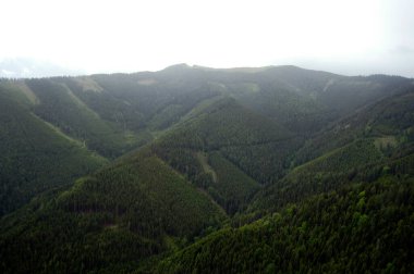 Ormanda tek kültürlü tarım, çevreye tehdit olarak biyolojik çeşitliliğin eksikliği