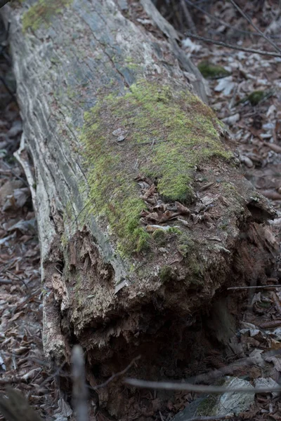 Bois Mort Dans Forêt Causé Par Champignon Pourriture Bois — Photo