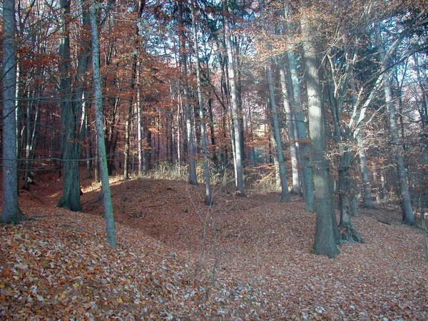 落葉樹林の木々や土壌からの葉は — ストック写真