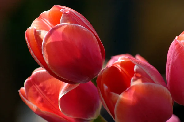 tulip flowers from the garden, bright colored  and spring blooming flowers