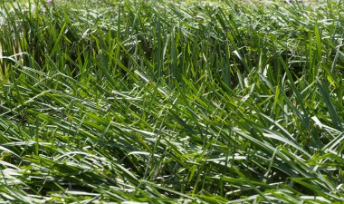 Sudaki yeşil kamış bitkileri, doğada bir biyop.