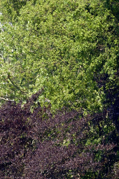 Die Farbe Grün Verbunden Mit Natur Leben Gesundheit Und Hoffnung — Stockfoto