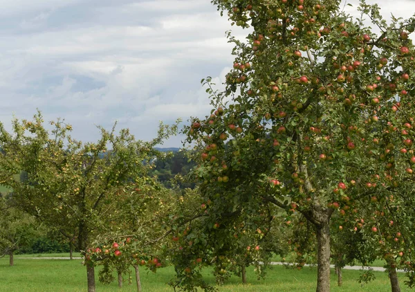 Jabłoń Świeżymi Owocami Zdrowa Naturalna Żywność — Zdjęcie stockowe