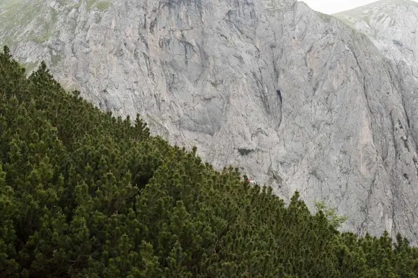 Pinos Jóvenes Pequeños Montaña Con Hojas Aguja Verde — Foto de Stock