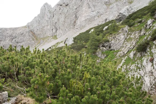 Young and small mountain pine trees with green needle leaves — Stock Image Young Small Mountain Pine Trees Green Needle Leaves Stock Image