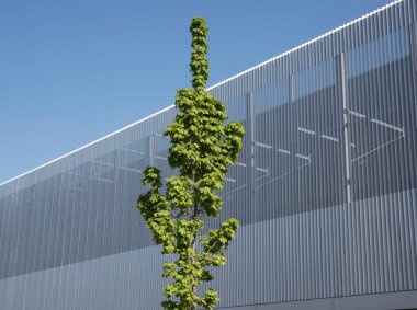 İnşaattaki bitki ve çiçekler, mimari ve doğanın ortak yaşamı