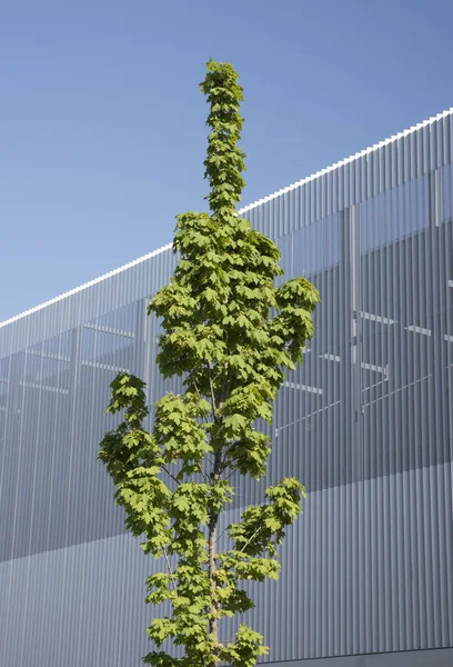 Plantas Flores Construção Simbiose Arquitetura Natureza — Fotografia de Stock