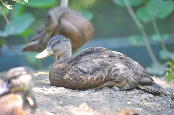 Duck Very Common Bird Living Mostly Water — Stock Photo, Image