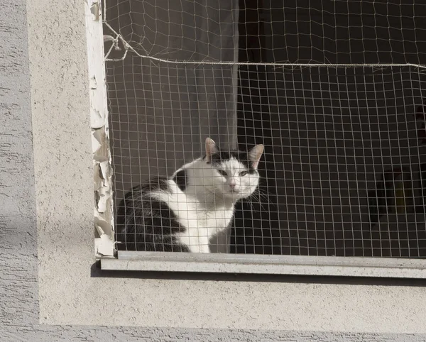 a house cat, a popular pet animal for human beings