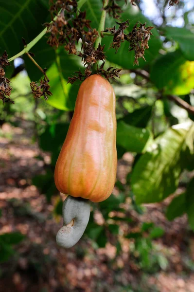 Apelsincashewfrukt Som Hänger Ett Cashewnötträd — Stockfoto