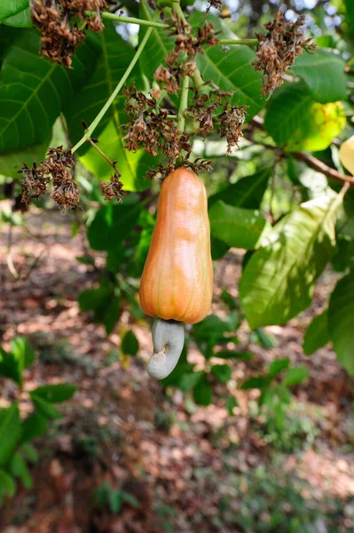 Apelsincashewfrukt Som Hänger Ett Cashewnötträd — Stockfoto
