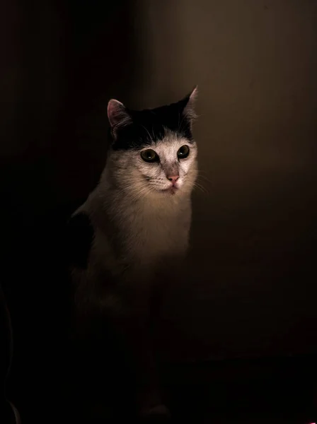 Domácí Kočka Oblíbené Zvíře Pro Lidské Bytosti — Stock fotografie