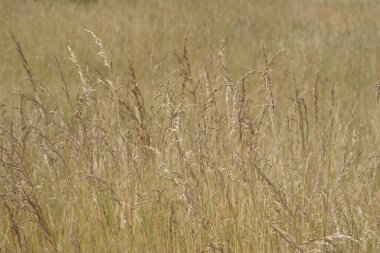 Çayırdaki doğal çimen manzarası, büyüyen bitkiler ve otlar.