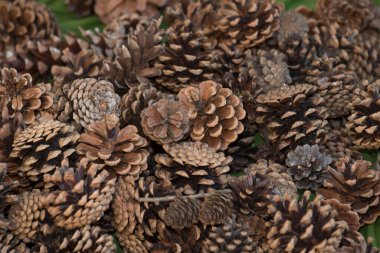 Ormandaki bir çam ağacının kahverengi kozalakları