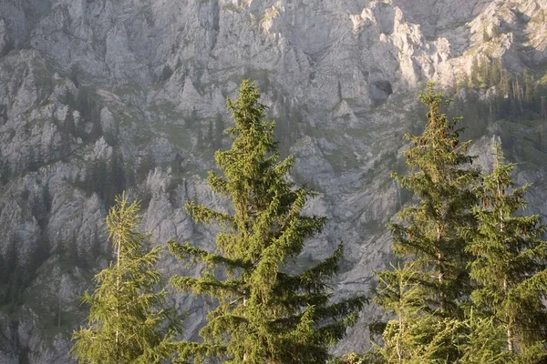 Хвойные Деревья Стоящие Лесу Альпах — стоковое фото