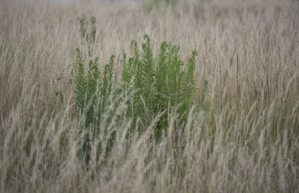 Naturrasenlandschaft Auf Einer Wiese Pflanzen Und Gräser Wachsen — Stockfoto