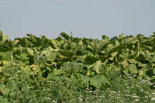 Pole Dyni Rolnictwie Zdrowe Warzywa Zrównoważonym Odżywianiu — Zdjęcie stockowe