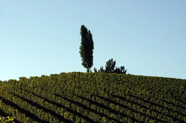 Wijngaard Wijnbouw Landbouw Zuid Stiermarken Oostenrijk — Stockfoto