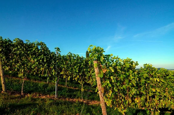 Vinha Viticultura Agricultura Sul Styria Áustria — Fotografia de Stock