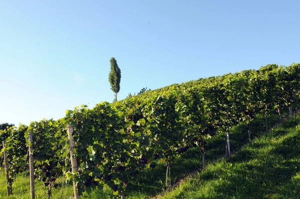 Wijngaard Wijnbouw Landbouw Zuid Stiermarken Oostenrijk — Stockfoto